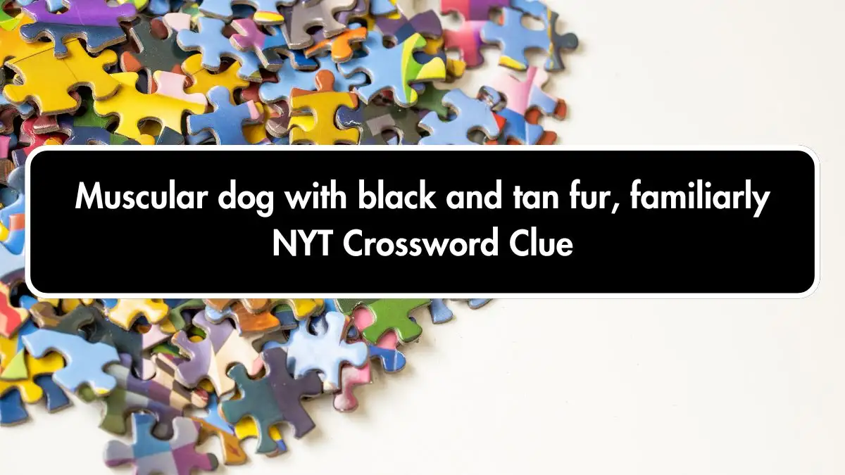 Muscular dog with black and tan fur, familiarly NYT Crossword Clue