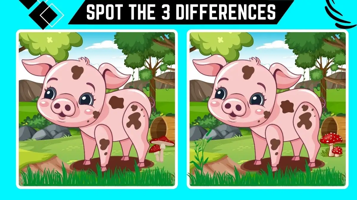 Spot the 3 Differences Picture Puzzle Game: Only Extra Sharp Eyes Can Spot the 3 Differences in this Pig Image in 10 Secs