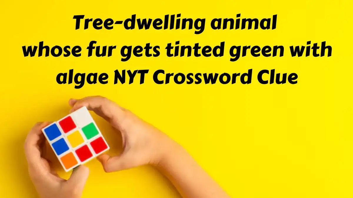 Tree-dwelling animal whose fur gets tinted green with algae NYT Crossword Clue