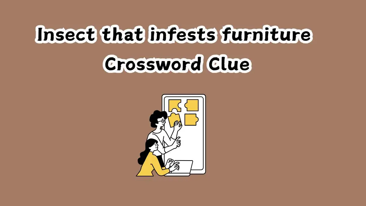 Insect that infests furniture Crossword Clue