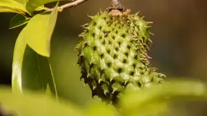 15 Health Benefits of Soursop Leaves