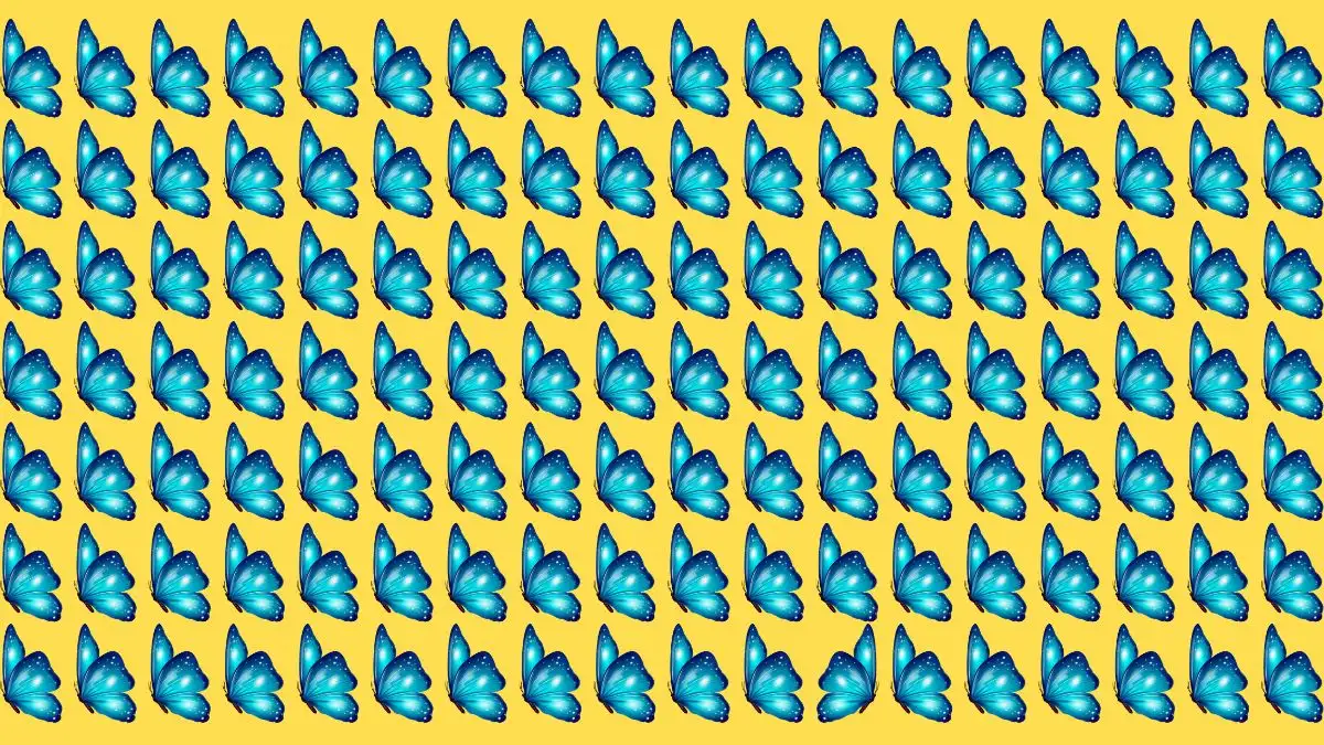 Odd One Out Puzzle: Only Eagle Eyes Can Spot the Odd Butterfly in 6 Secs Odd One Out Puzzle: Only Eagle Eyes Can Spot the Odd Butterfly in 6 Secs