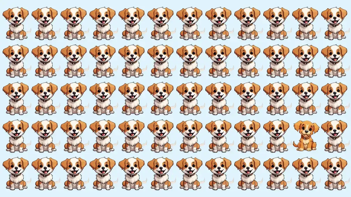 Odd One Out Puzzle: Only eagle Eyes Can Spot the Odd Dog in 5 Secs Odd One Out Puzzle: Only eagle Eyes Can Spot the Odd Dog in 5 Secs