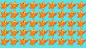 Odd One Out Puzzle: Only eagle Eyes Can Spot the Odd Bird in 6 Secs
