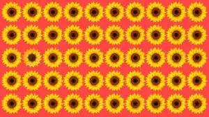 Odd One Out Puzzle: Only eagle Eyes Can Spot the Odd Sunflower in 7 Secs